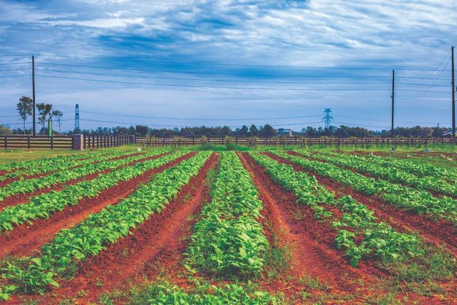 707 Huckleberry Haven Drive, Richmond, TX 77406