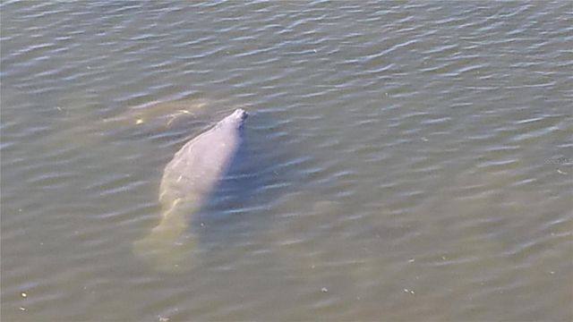 6009 SEA RANCH DRIVE 707, Hudson, FL 34667