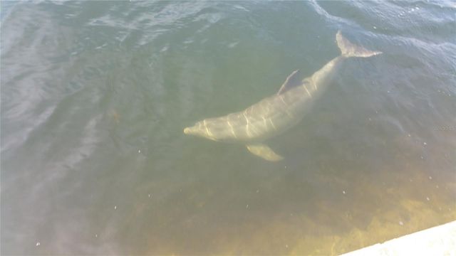 6009 SEA RANCH DRIVE 707, Hudson, FL 34667