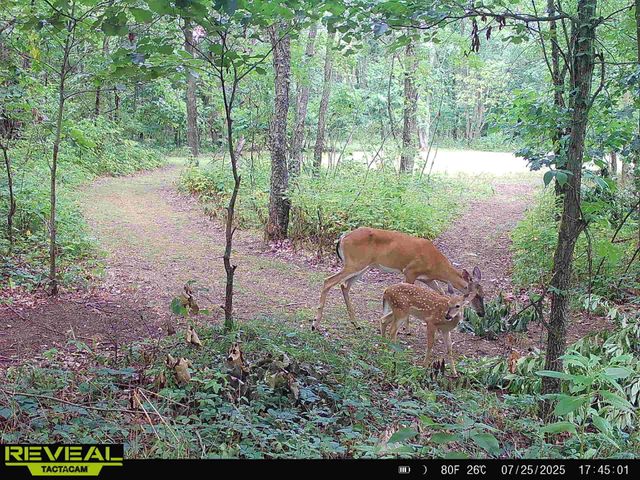 29349 County Road 390, Gobles, MI 49055