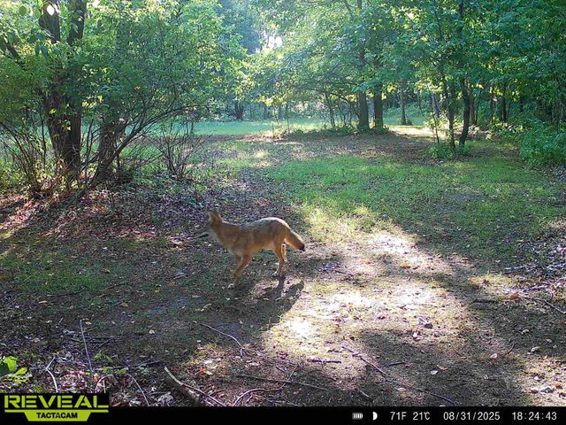 29349 County Road 390, Gobles, MI 49055