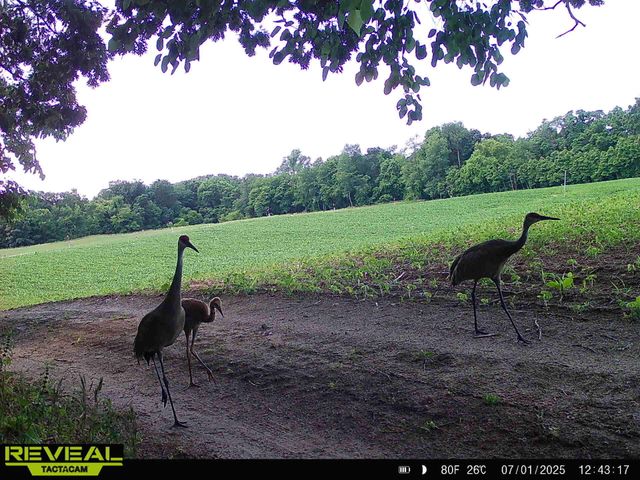 29349 County Road 390, Gobles, MI 49055