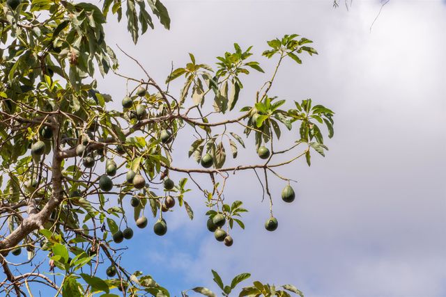 358 Holopuni Rd, Kula, HI 96790