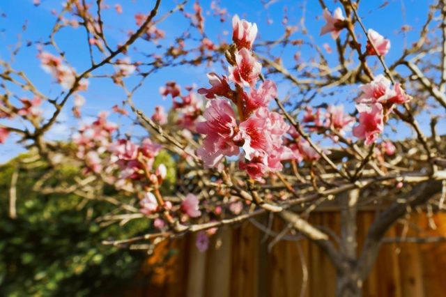 2994 Casa Nueva Court, San Jose, CA 95124