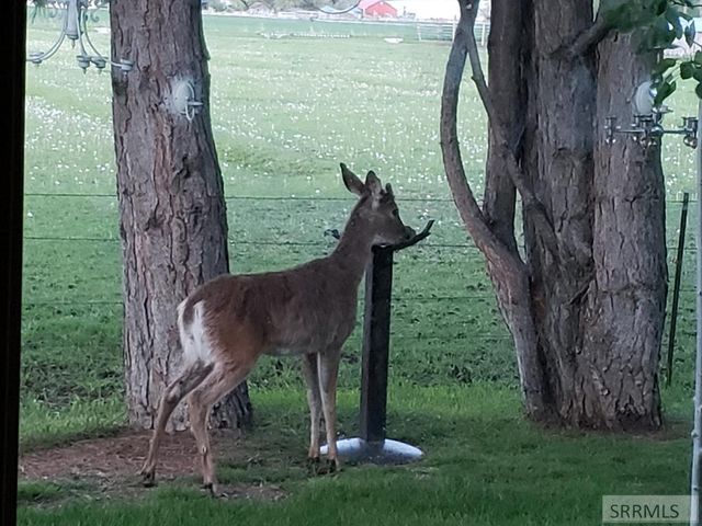 4563 E 75 N, Rigby, ID 83442