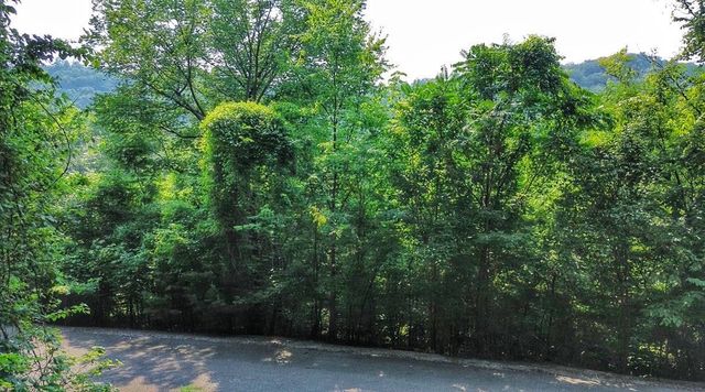 0 Williamson Circle, Smithville, TN 37166