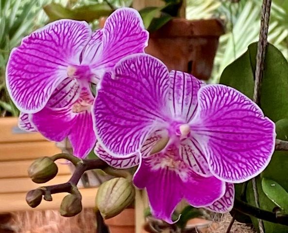 206 Osprey Preserve Boulevard, Jensen Beach, FL 34957