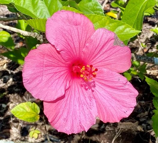 206 Osprey Preserve Boulevard, Jensen Beach, FL 34957