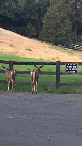 2115 Ferguson Drive, Camp Nelson, CA 93265