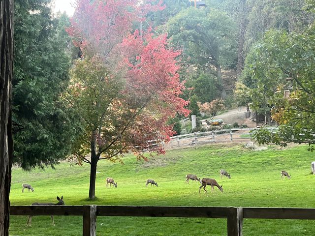 2115 Ferguson Drive, Camp Nelson, CA 93265