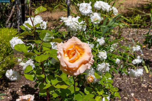 4040 LOS ARABIS DRIVE, Lafayette, CA 94549