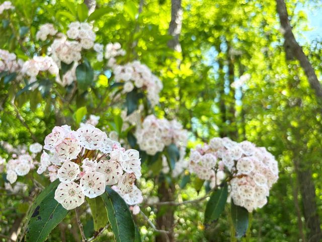 Lot 17 Mt. Springer Road, Ellijay, GA 30540
