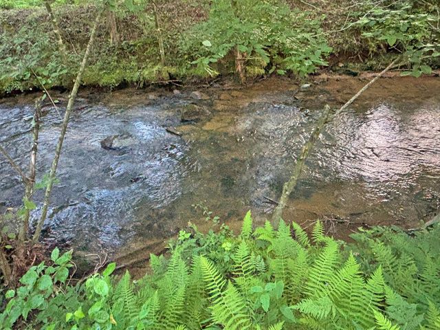 Lot 17 Mt. Springer Road, Ellijay, GA 30540