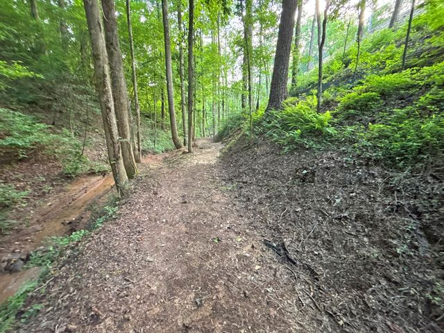 Lot 17 Mt. Springer Road, Ellijay, GA 30540