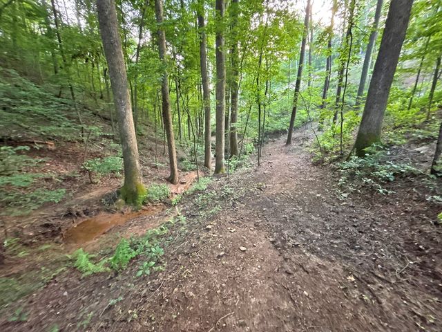 Lot 17 Mt. Springer Road, Ellijay, GA 30540