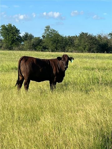 9163 North Fm 46, Franklin, TX 77856