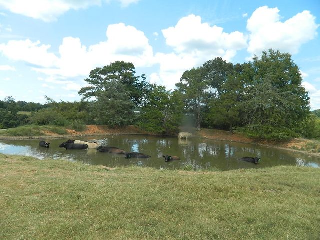 428 County Road 522, Berryville, AR 72616