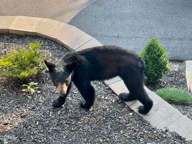 763 Ski View Lane, Sevierville, TN 37876