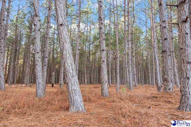 739 & 741 Jones Rd, Lake City, SC 29560