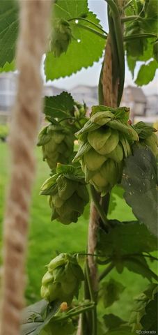 6061 Miners Peak Circle, Frederick, CO 80516