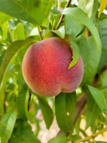 6061 Miners Peak Circle, Frederick, CO 80516