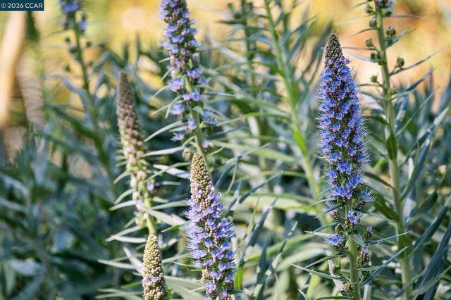 11 Bradley Ave, Walnut Creek, CA 94596