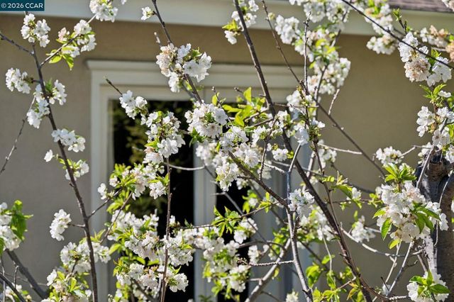 11 Bradley Ave, Walnut Creek, CA 94596