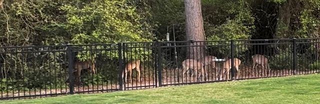 8518 Tombron Grove Road, Magnolia, TX 77354