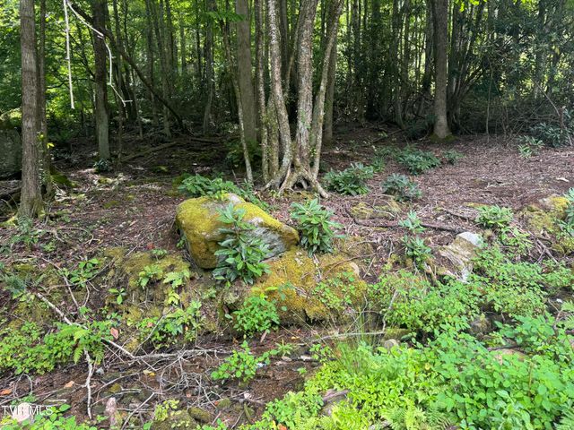 Tbd Stocton Road, Roan Mountain, TN 37687