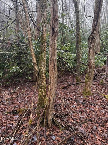 Tbd Stocton Road, Roan Mountain, TN 37687