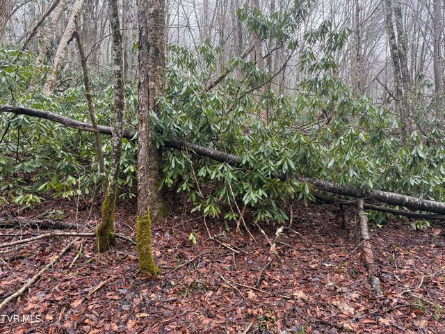 Tbd Stocton Road, Roan Mountain, TN 37687