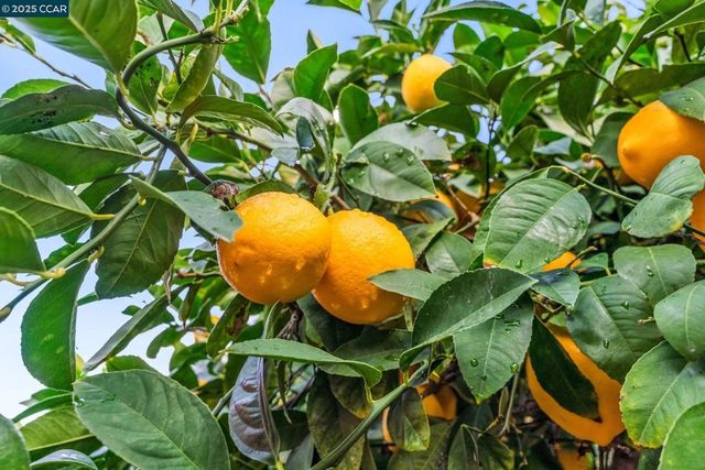 4544 La Vista Ct, Oakley, CA 94561