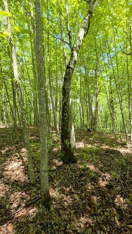 Lot 15b Cluck Cove Road, South Pittsburg, TN 37380