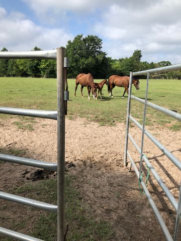 3640 Van Zandt County Road, Ben Wheeler, TX 75754