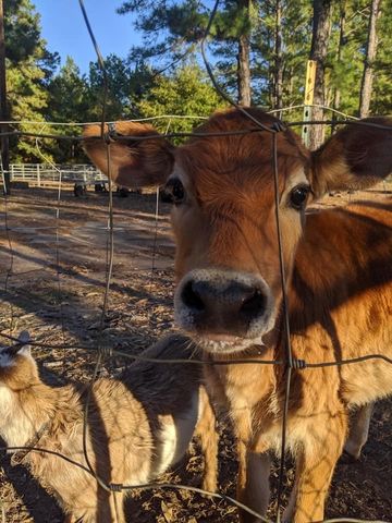 3640 Van Zandt County Road, Ben Wheeler, TX 75754