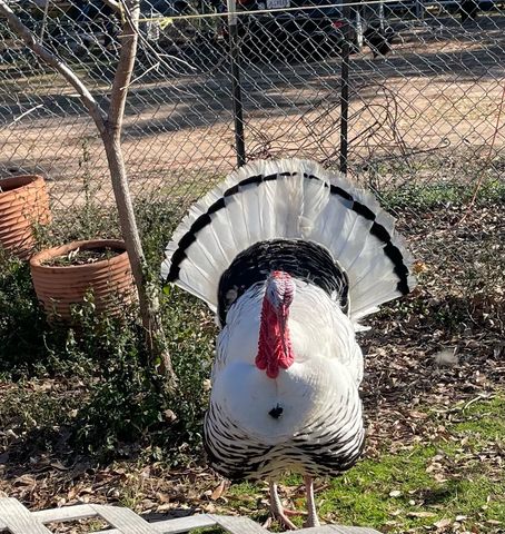 3640 Van Zandt County Road, Ben Wheeler, TX 75754