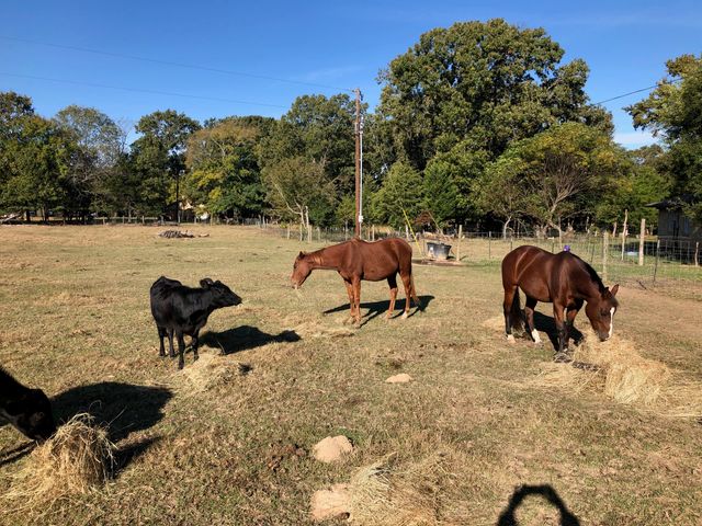 3640 Van Zandt County Road, Ben Wheeler, TX 75754