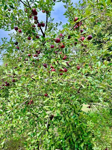 120 W Grandin Road, Morris, IL 60450