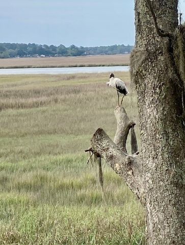 1090 Goldfinch Loop NE, Townsend, GA 31331