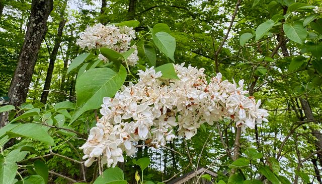7 Jenning Lane, Hubbardton, VT 05735