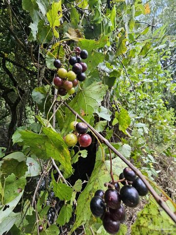 5810 Colts Crossing Ln, Milton, FL 32570