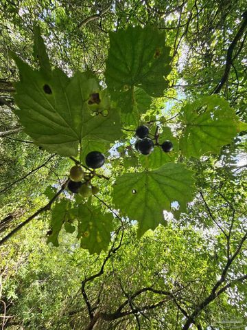 5810 Colts Crossing Ln, Milton, FL 32570