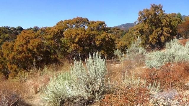37245 Old Forest Road, Anza, CA 92539