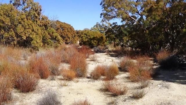 37245 Old Forest Road, Anza, CA 92539