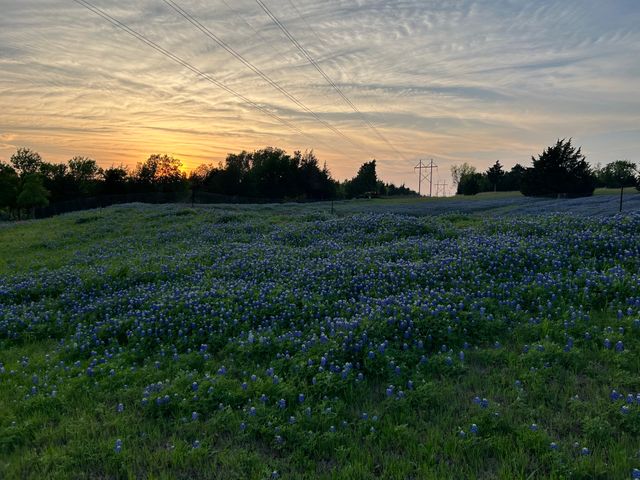 1425 Palmyra, Palmer, TX 75152