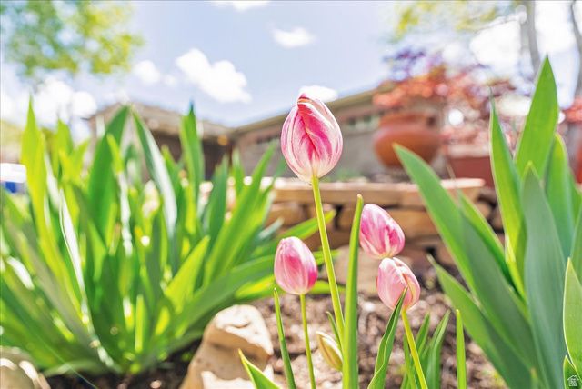 2506 E DOWNINGTON AVE, Salt Lake City, UT 84108