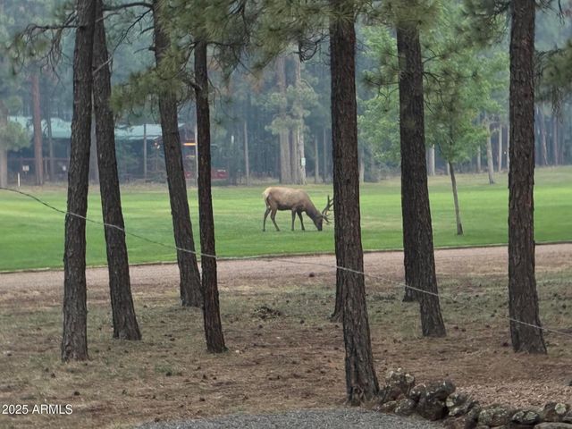 7451 Buck Springs Road, Pinetop, AZ 85935