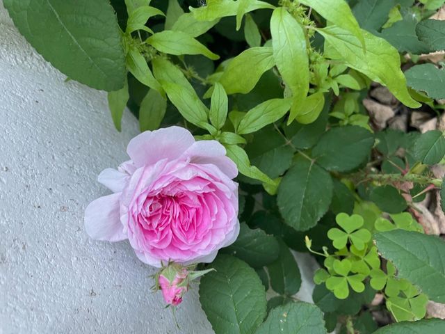 6731 Plymouth Avenue N, Golden Valley, MN 55427