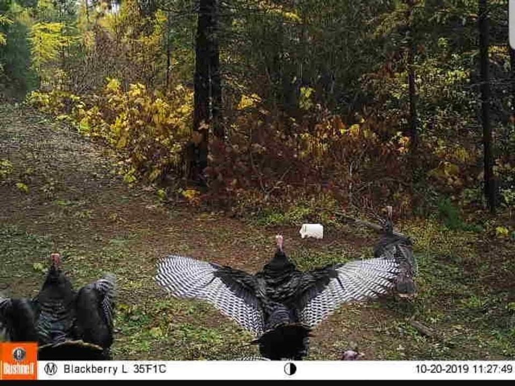 NKA LOOKOUT Rd, Newport, WA 99156 photo 11