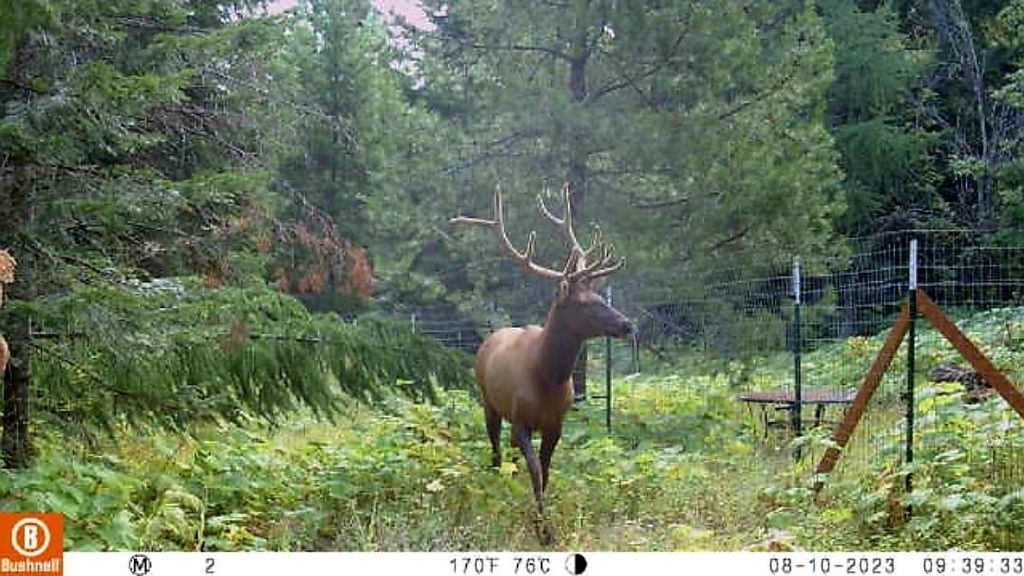 NKA LOOKOUT Rd, Newport, WA 99156 photo 6